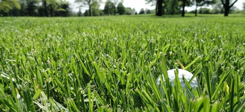 chăm sóc cỏ sân golf giá rẻ 1