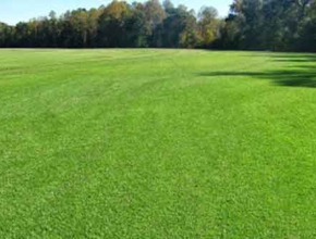 Địa chỉ cung cấp cỏ nhung Nhật cho sân golf giá rẻ