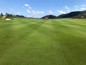 Cỏ sân golf chất lượng sử dụng cho sân golf chuyên nghiệp