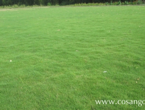Tìm đâu ra đơn vị cung cấp cỏ sân golf paspalum chất lượng?