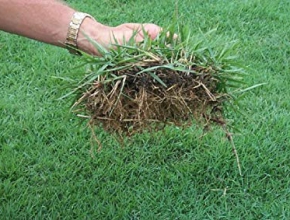  4 loại cỏ sân golf và kỹ thuật trồng cỏ sân golf tiêu chuẩn
